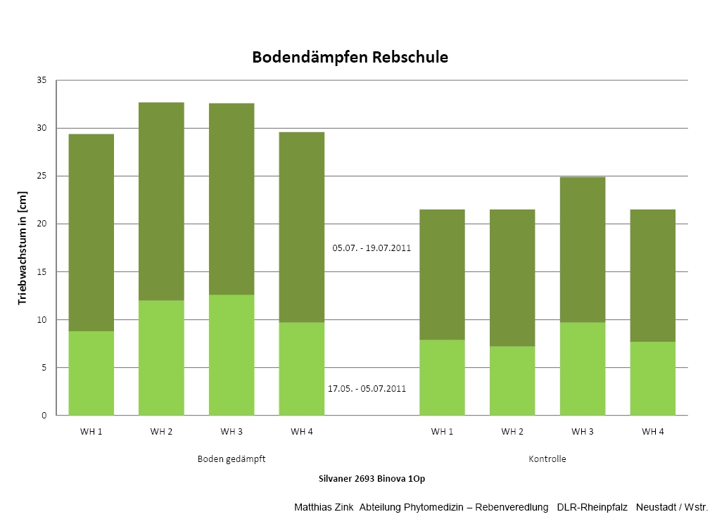 Dämpfen steigert signifikant das Triebwachstum von Reben (Quelle: DLR Rheinland Pfalz, Schifferstadt)